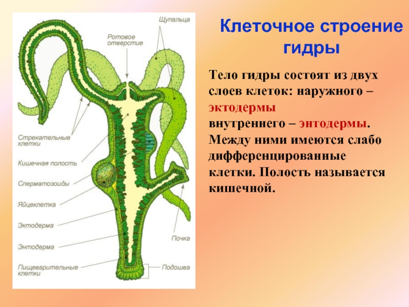 Рисунок наружный слой гидры эктодерму обозначив нервные клетки