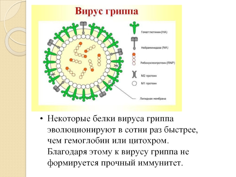 Белки вируса гриппа. Вирус гриппа. Основные структурные белки вируса гриппа а. Функции белков вирусов.