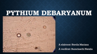 Pythium debaryanum