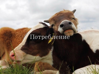 Медицинские и диетологические организации о веганстве и вегетарианстве