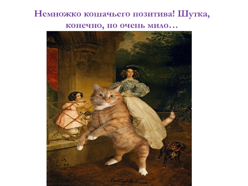 Немного кошек