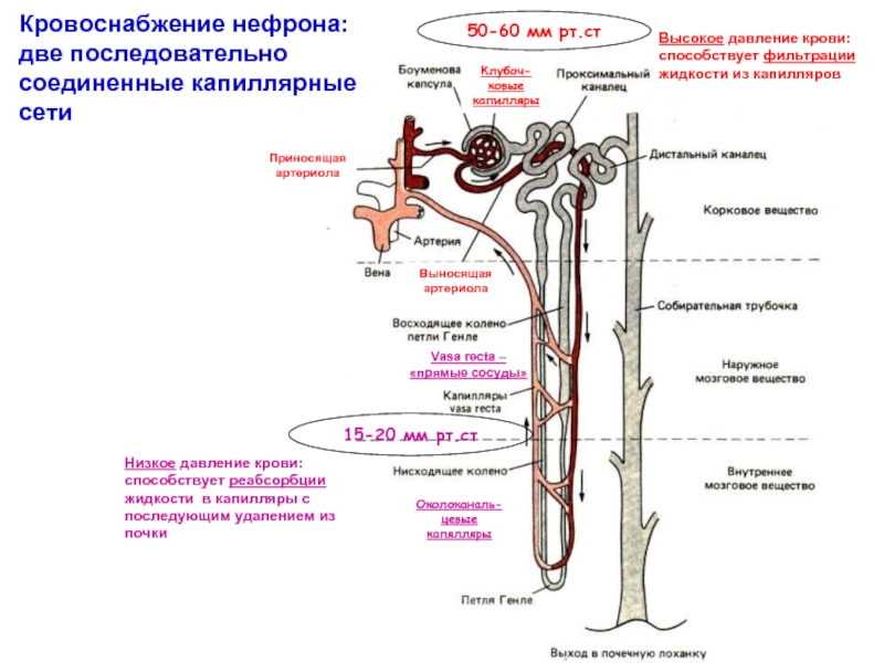 Схема нефрона физиология