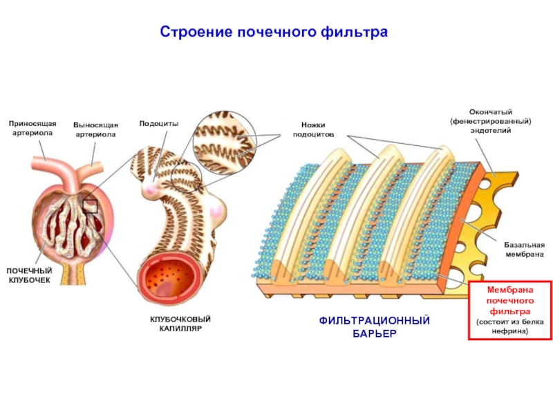 Фильтрационная мембрана почки схема