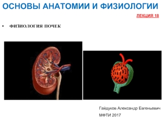 Физиология почек