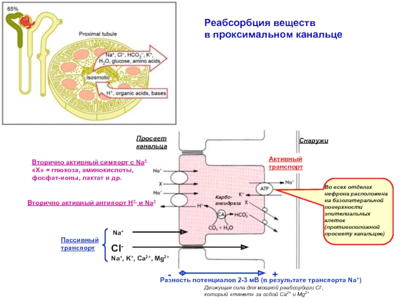 Образование мочи содержащей глюкозу аминокислоты витамины. Механизм реабсорбции Глюкозы. Реабсорбция Глюкозы в проксимальном канальце. Реабсорбция фосфатов в почках. Механизм реабсорбции Глюкозы, аминокислот..