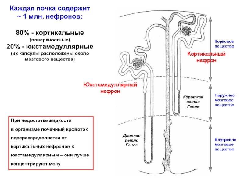 Нефрон почки огэ. Где находится нефрон в почке. Почечная пирамида нефрон. Нефроны в почках располагаются. Мозговое вещество почки нефрон.