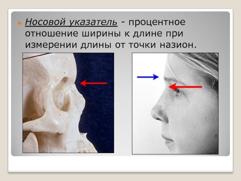 Как измерить длину носа человека схема