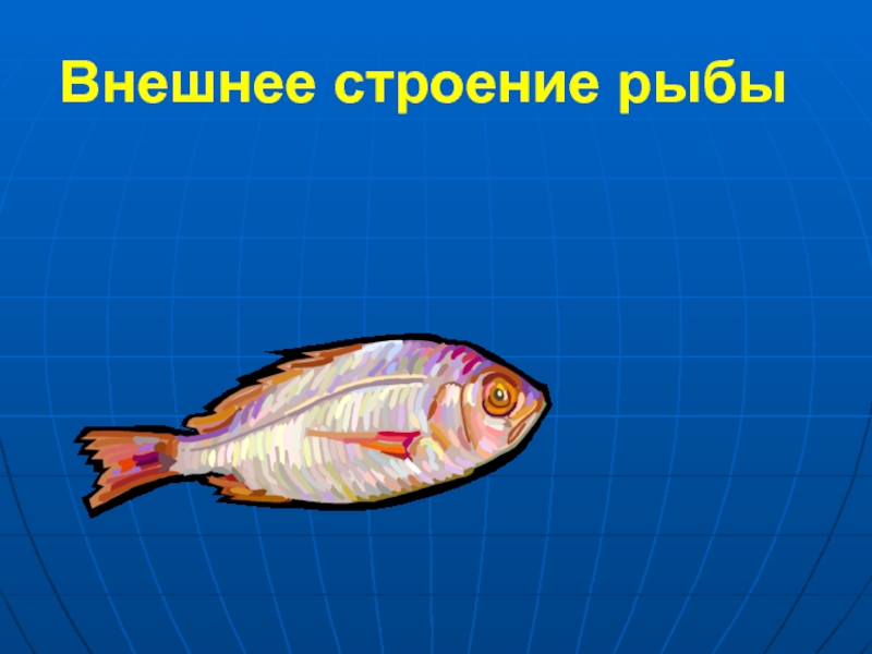 Жизнедеятельность рыб 7 класс. Строение рыбы. Внешнее строение рыбы. Строение и жизнедеятельность рыб. Рыбка для презентации.