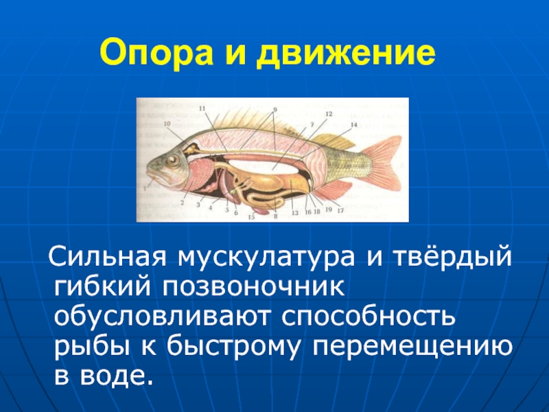 Жизнедеятельность рыб 7 класс