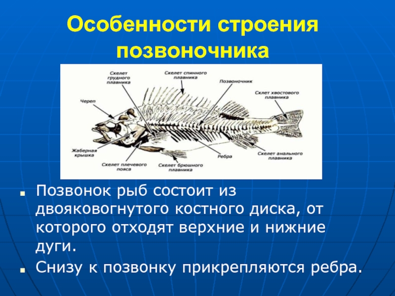 Рыба хвостовой отдел позвоночника. Особенности строения позвоночных. Скелет позвоночных рыб. Особенности скелета рыб. Внутреннее строение позвоночных животных.