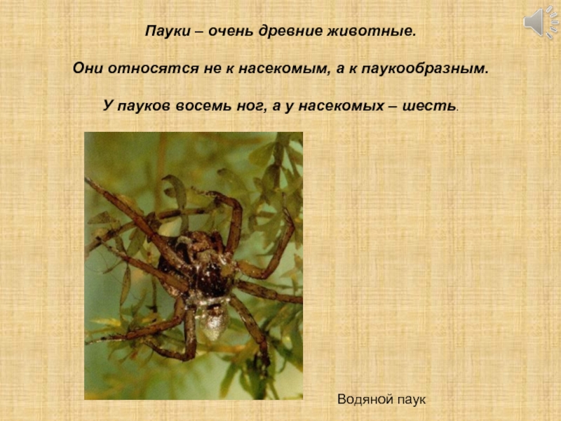 У жуков и пауков 8 ног. Насекомые и паукообразные. Древние пауки. Паук относится к насекомым. К паукообразным относятся.