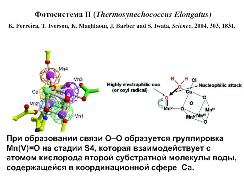 Реакционный центр фотосистемы