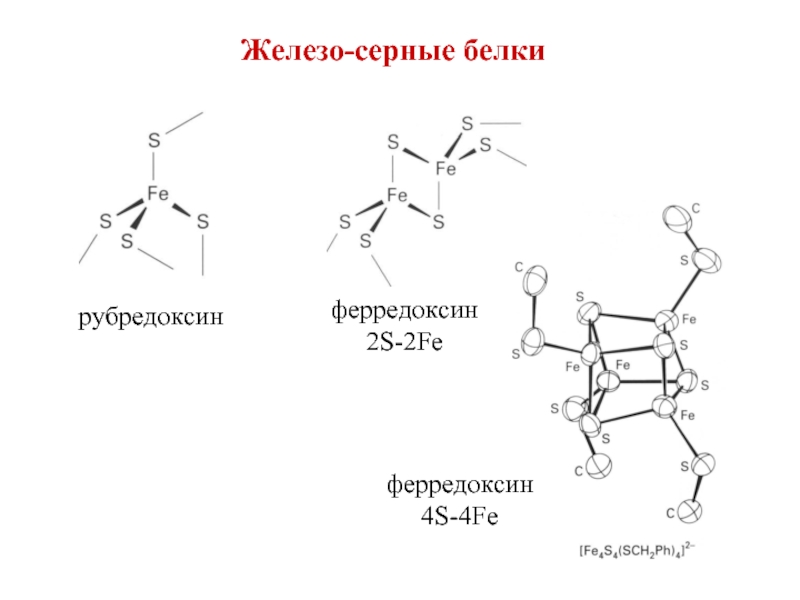 Серная железа. Рубредоксин. Железосерные белки. Ферредоксин структура. Ферредоксин в фотосинтезе.