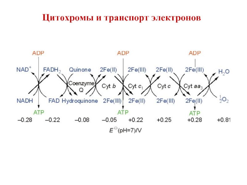 Электрон транспорт. Цитохромы структура первичная. Цитохром химия. Цитохромы схема. Цитохром реакция.