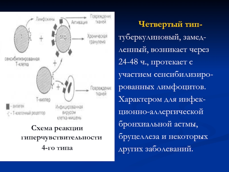 Iv типа. Тип гиперчувствительности при бронхиальной астме. Тип аллергической реакции при бронхиальной астме. Бронхиальная астма реакция гиперчувствительности. Пили 4 типа.