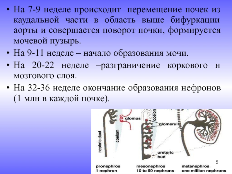 Осуществляется передвижение. Эмбриогенез мочевыделительной системы у детей. Формирование почек у эмбриона.