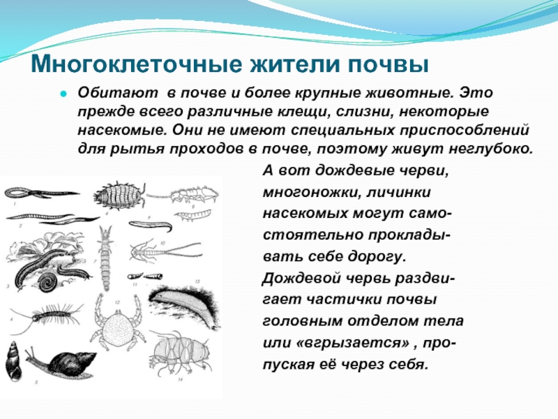 Постоянные обитатели почвы