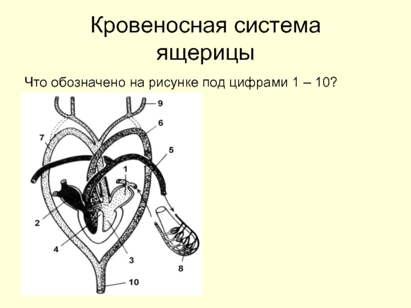 Схема строения сердца ящерицы