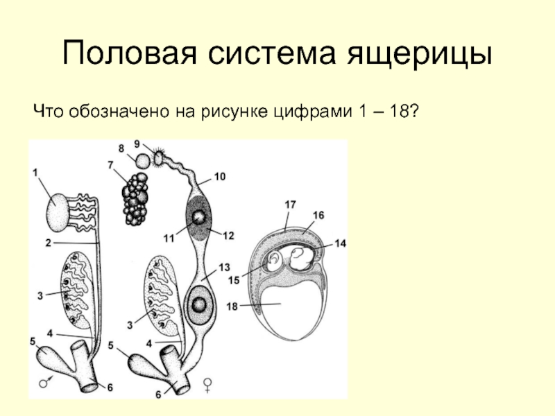 Половая система рисунок