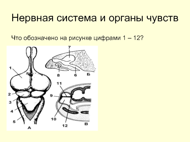 Цифрой 1 на рисунке обозначена