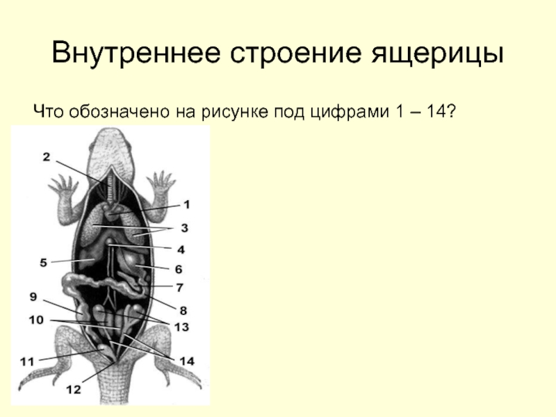 Внутреннее строение ящерицы рисунок