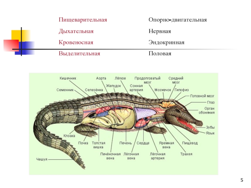 Орган дыхательной системы ящерицы. Строение крокодила. Пресмыкающиеся системы органов. Пищеварительная система рептилий. Отделы пищеварительной системы ящерицы.
