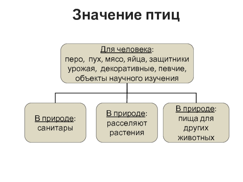 Значение птиц схема