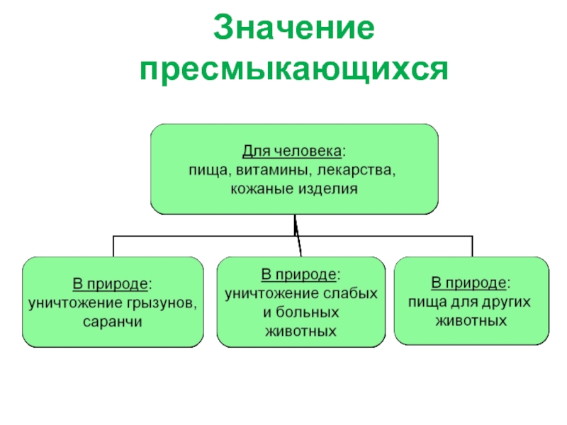 Каковы возможные последствия уничтожения пресмыкающихся