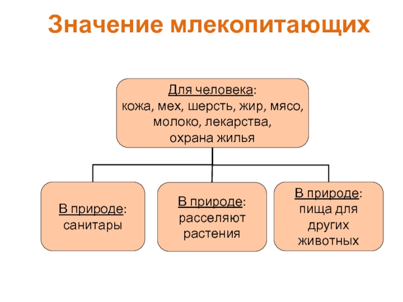 Роль млекопитающих в природе и жизни человека план конспект