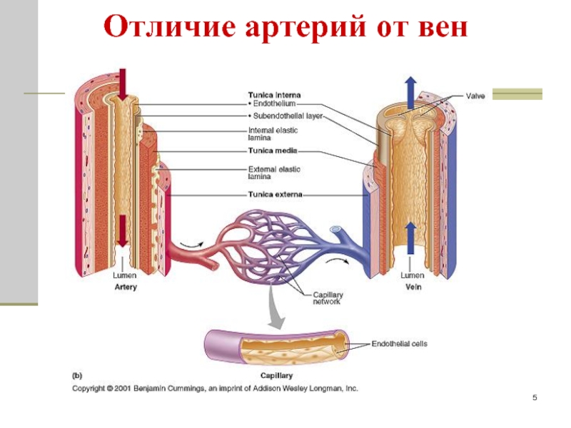 Отличие вены от артерии. Артерия и Вена отличие в строении схема. Отдияие вен ОО артерий. Разница в строении артерий и вен. Клапаны имеют артерии и вены