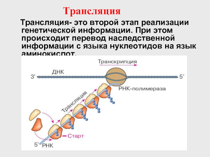 Кто считается открывателем принцип передачи генетической информации изображенного на рисунке