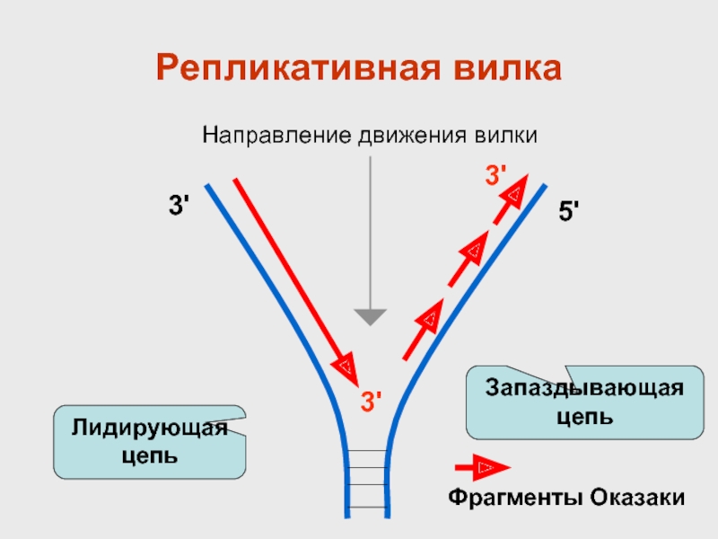 Схема репликативной вилки