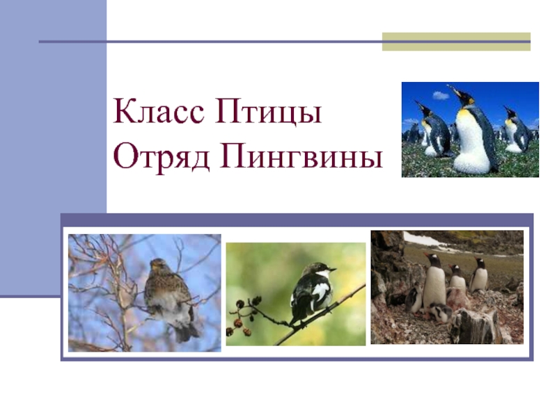 Класс птицы презентация. Класс птицы отряды. Класс птицы отряд пингвины. Презентация отряд птицы класс пингвины. Отряд пингвины презентация 7 класс.