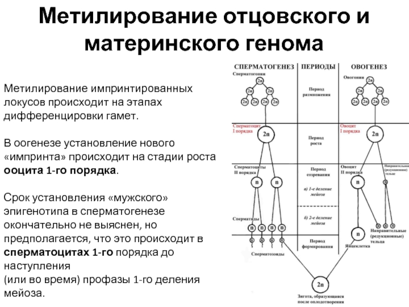 Материнский организм