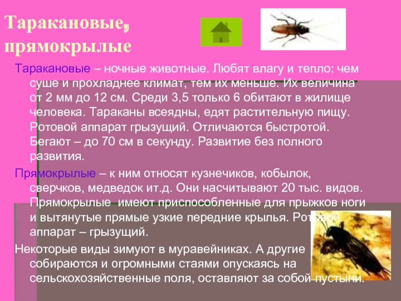 Прямокрылые насекомые представители