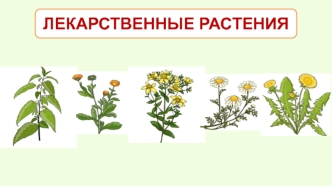 Лекарственные растения