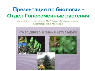 Презентация по биологии – Отдел Голосеменные растения