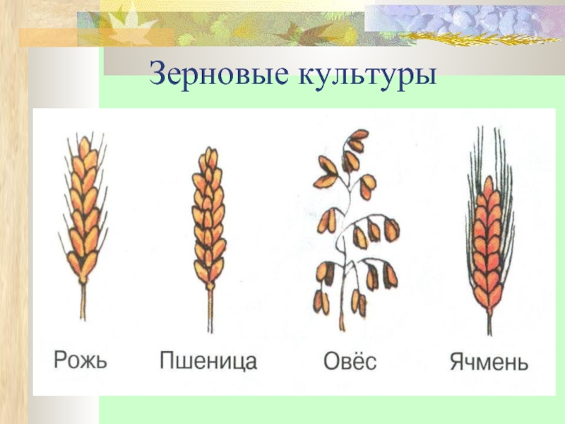 Пшеница группа организмов. Пшеница, рожь, ячмень, овес, кукуруза. Злаковые рожь овес пшеница. Колос рожь пшеница ячмень. Злаковые культуры для дошкольников.