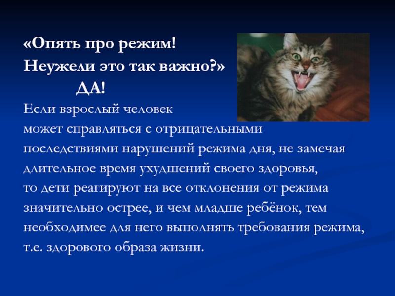 Pro режим. Распорядок дня котенка. Несоблюдение распорядка дня. Режим дня кота. Последствия несоблюдения режима дня.