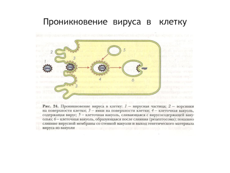 Вирус клетка хозяина. Этапы проникновения вируса в клетку схема. Проникновение вируса в клетку схема. Схема проникновения в клетку размножения вирусов. Механизм проникновения вируса.