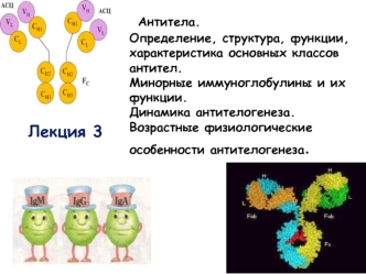 Антитела. Определение, структура, функции, характеристика основных классов антител. Минорные иммуноглобулины и их функции