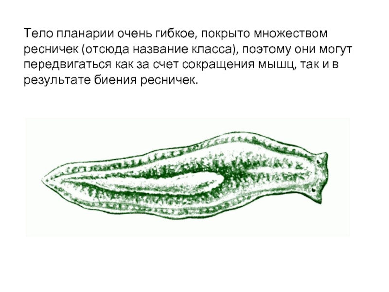 Строение планарии рисунок