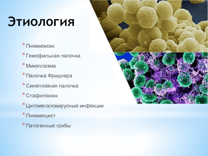 Синегнойная палочка может вызывать внебольничную пневмонию