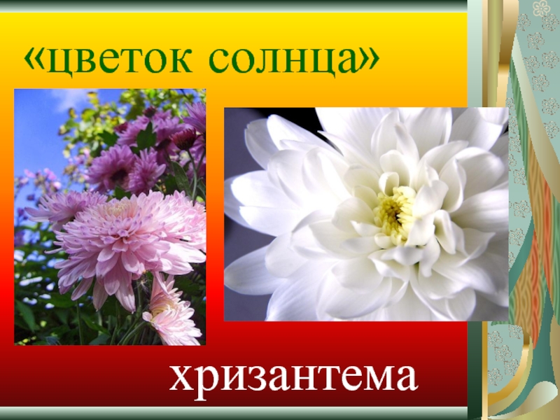 Какой цветок защищает. Букет для презентации. Садовое солнышко цветок. Хризантема Солнечный круг. Цветок солнца исследовательский проект.