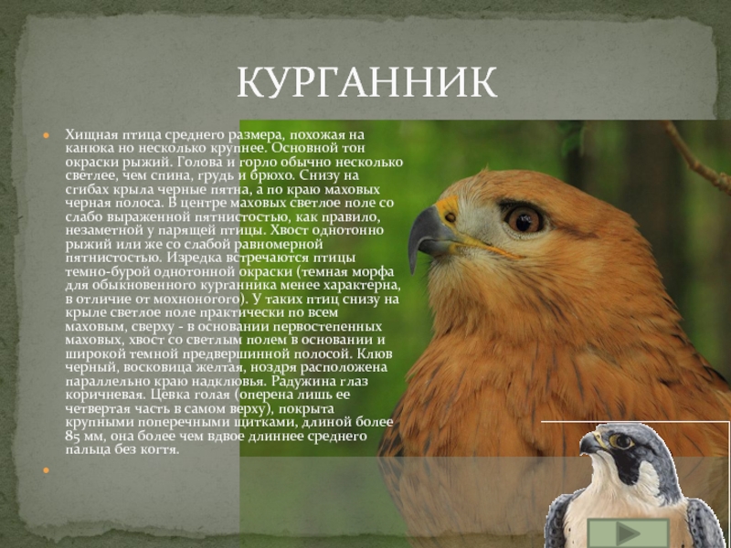 Хищные Птицы Средней Полосы России Фото