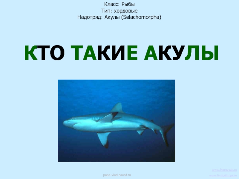 Акула презентация 3 класс. Проект на тему акулы. Проект 1 класс про акул. Кто такие акулы для детей.