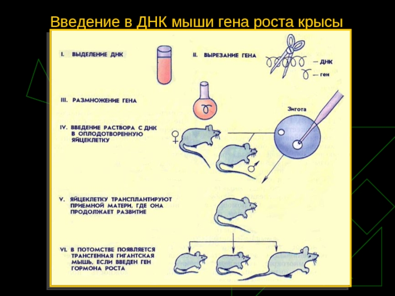 Схема получения трансгенного животного