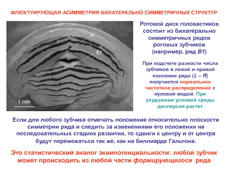 Синхронная активность. Билатерально-синхронная активность. Флюктуирующее образование. Флюктуирующий синдром. Флюктуирующий кровоток это.