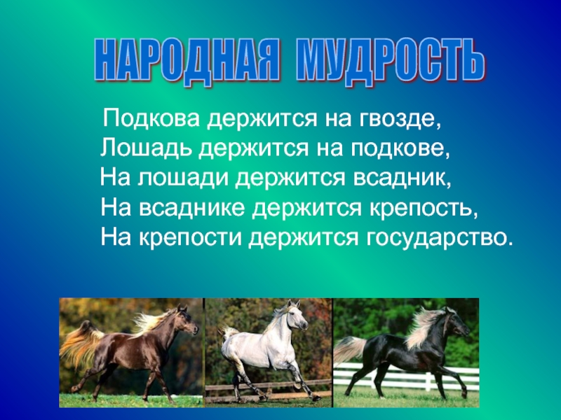 Лошадь доклад 3 класс. План сообщения о лошади. Сообщение о лошади. Доклад про лошадь. Интересные сведения о лошадях.