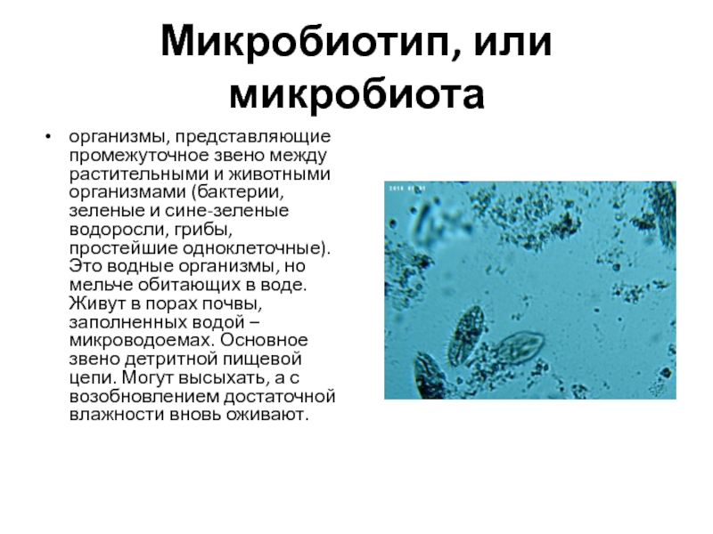 Адаптация микроорганизмов. Микроорганизмы обитающие в воде. Почвенная микробиота. Почвенные бактерии. Адаптация бактерий.